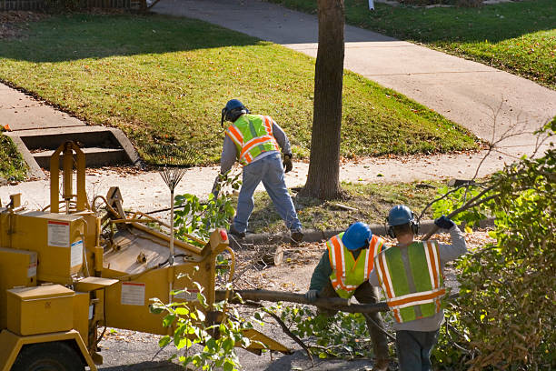 Best Arborist Services Near Me  in Socastee, SC